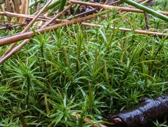 Polytrichastrum alpinum