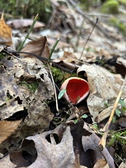 Sarcoscypha austriaca