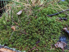 Polytrichastrum alpinum