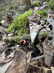 Sarcoscypha austriaca