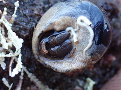 Pagurus granosimanus