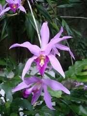 Laelia anceps