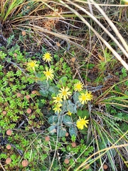 Brachyglottis bellidioides