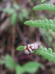 Oedionychina