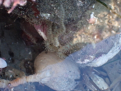 Ophiothrix rudis