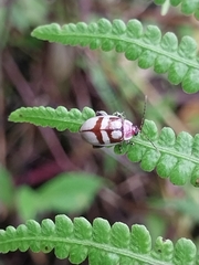 Oedionychina