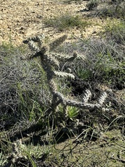 Cylindropuntia prolifera