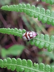 Oedionychina