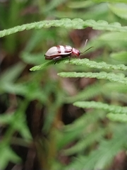 Oedionychina