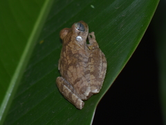 Boana pugnax