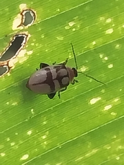 Oedionychina