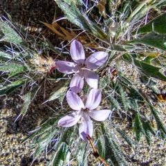 Langloisia setosissima setosissima