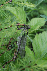 Ophiogomphus obscurus