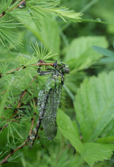 Ophiogomphus obscurus