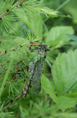 Ophiogomphus obscurus