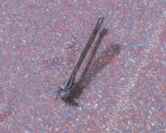 Argia fumipennis