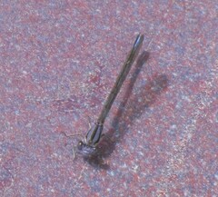 Argia fumipennis