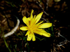 Microseris scapigera