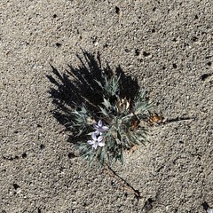 Langloisia setosissima setosissima