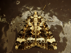 Pseudocoremia leucelaea