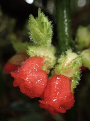 Drymonia teuscheri