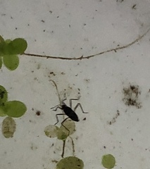 Gerromorpha