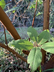Arbutus