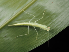 Sinomantis denticulata