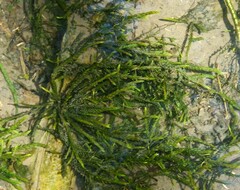 Fontinalis antipyretica