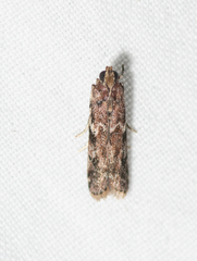 Ephestiopsis oenobarella