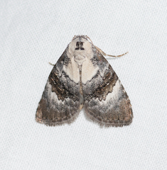Acatapaustus leucospila
