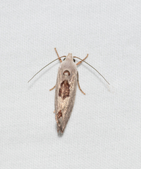 Tymbophora peltastis