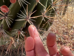 Ferocactus townsendianus
