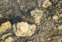 Sphoeroides testudineus