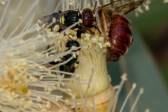 Parasphecodes