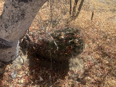 Ferocactus townsendianus