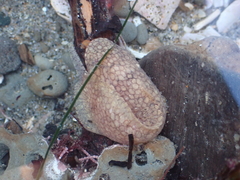 Liparis mucosus