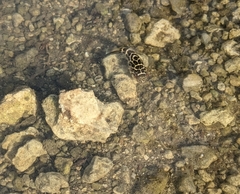 Sphoeroides testudineus