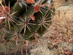 Ferocactus townsendianus