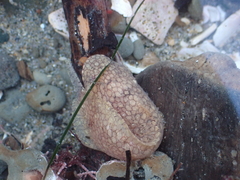 Liparis mucosus