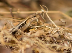 Sceloporus squamosus