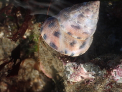 Calliostoma gloriosum