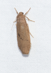 Lambula obliquilinea