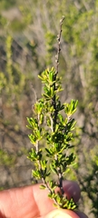 Adenostoma fasciculatum