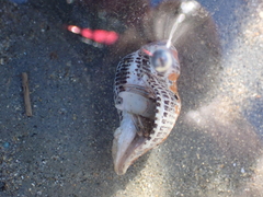 Acanthinucella
