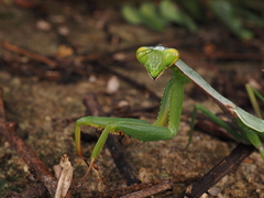 Hierodula jianfenglingensis