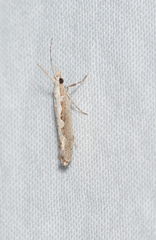 Plutella xylostella-australiana