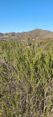 Adenostoma fasciculatum