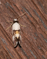 Philenora aspectalella