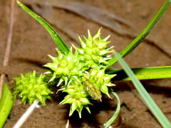 Carex flaviformis